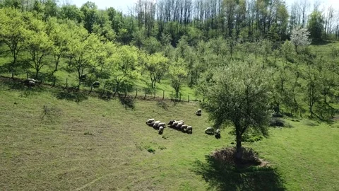 Sheeps on the hill Stock Footage 240097164
