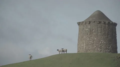 Sheeps on hills at the beacon 2 Stock Footage 140384678