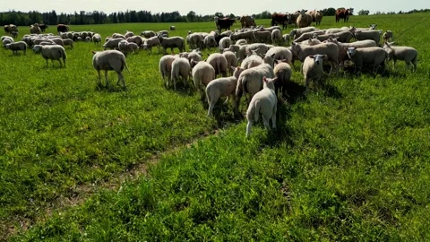 Sheeps on hills on a beautiful sunset evening. Wild animals are running on field Stock Footage 270789545