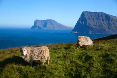 Sheeps on Kalsoy Stock Photos