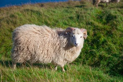 Sheeps on Kalsoy Stock Photos