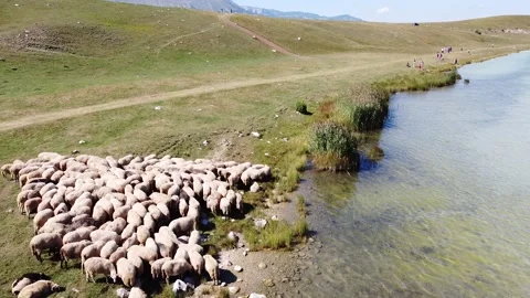 Sheeps Kolasin Video stock 140552919