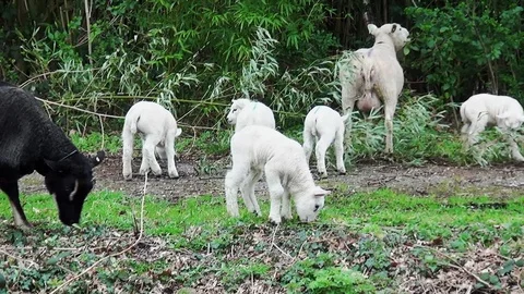 Sheeps with lambs eating from the trees. Stock Footage 105561309