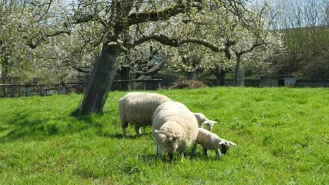 Sheeps with lambs in the pasture Stock Footage 152932828