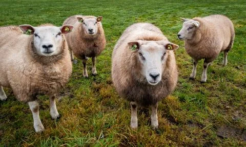Sheeps on the land Stock Photos