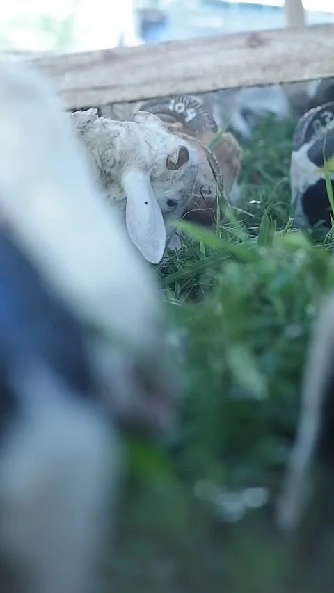 Sheeps with large curved horns are eating fresh green grass Video stock 335667883