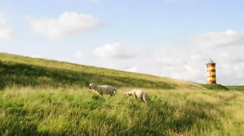 Sheeps at the lighthouse Pilsum Stock Footage 22557813