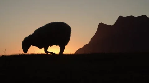 Sheeps in Lofoten during sunset Video stock 261053075