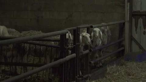 Sheeps Looking at Camera in a Stable Stock Footage 74474107