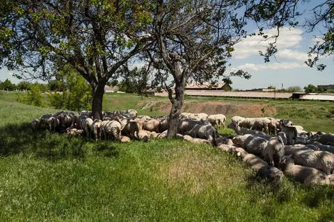 Sheeps lying under tree landscape photo Stock-Fotos