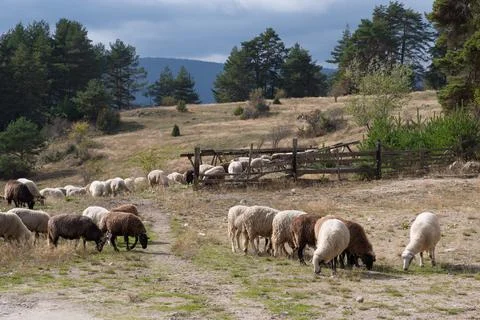 Sheeps in a meadow in the mountains Stock Photos