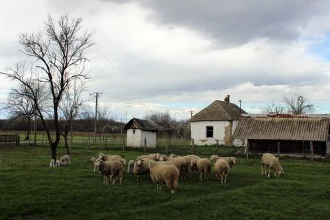 Sheeps at meadow Stock Photos