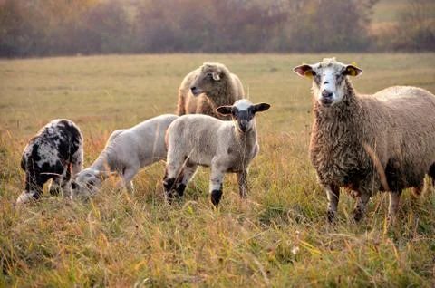 Sheeps on the meadow Stock Photos