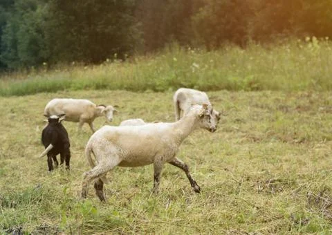 Sheeps on meadow Stock Photos
