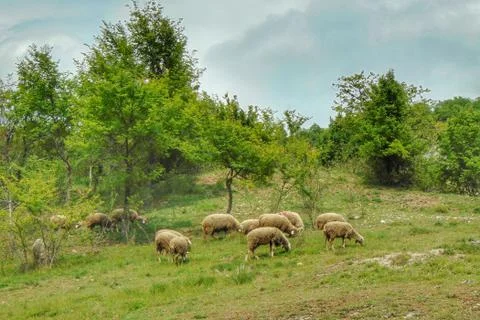 Sheeps on the meadow Foto stock