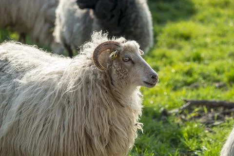 Sheeps in a meadow Stock Photos