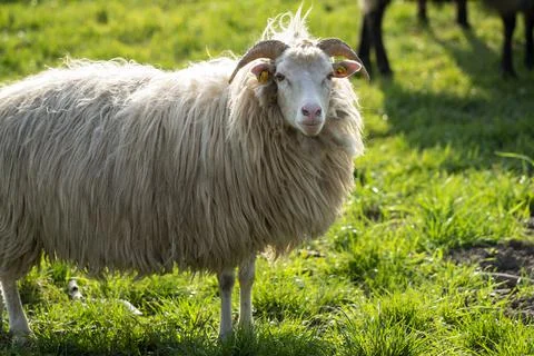 Sheeps in a meadow Stock Photos
