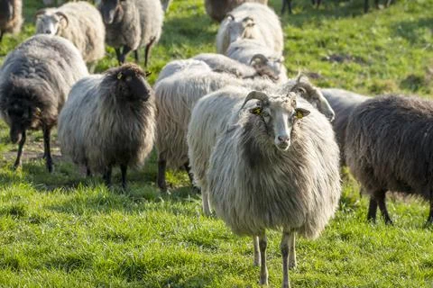 Sheeps in a meadow Stock Photos