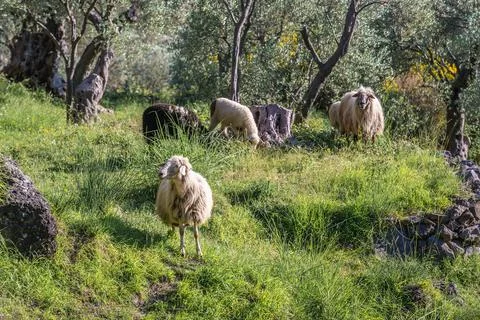 Sheeps in Montenegro Stock Photos