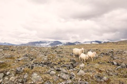 Sheeps on mountain in joutunheimen Stock Photos