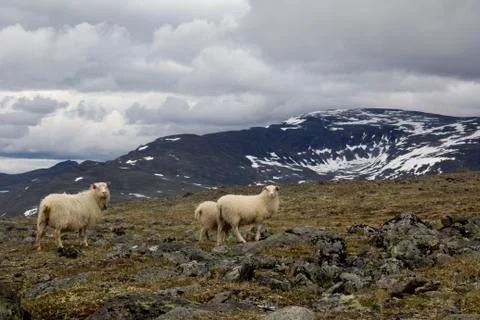 Sheeps on mountain in joutunheimen Stock Photos