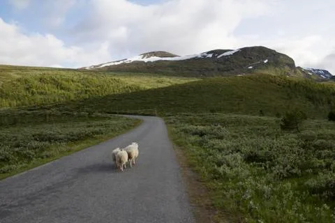 Sheeps on mountain in joutunheimen Stock Photos