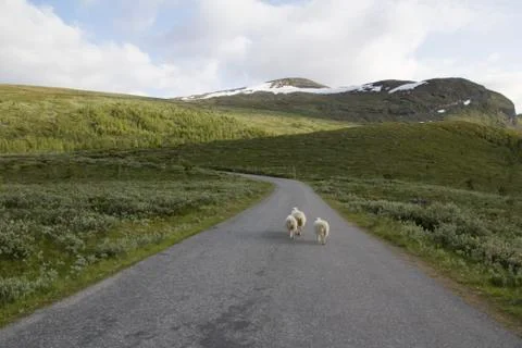 Sheeps on mountain in joutunheimen Stock Photos