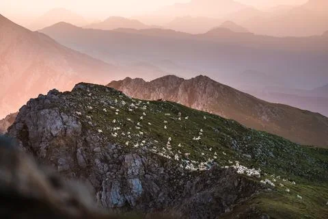 Sheeps on the mountain Stock Photos