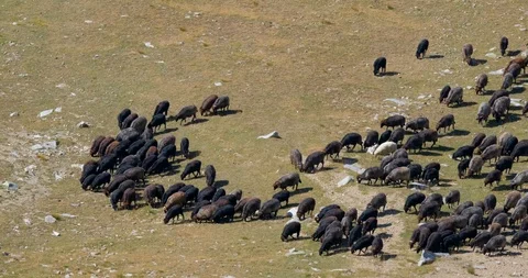 Sheeps in mountains Stock Footage 119954695