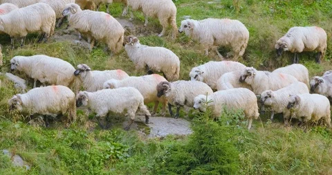 Sheeps in mountains Stock Footage 119954724