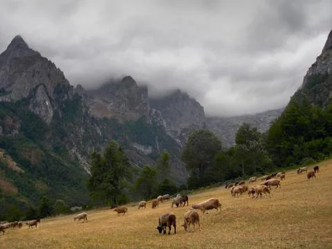 Sheeps in the mountains Stock Photos