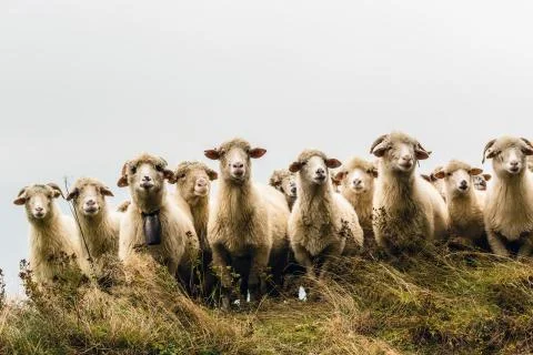 Sheeps in mountains Stock Photos