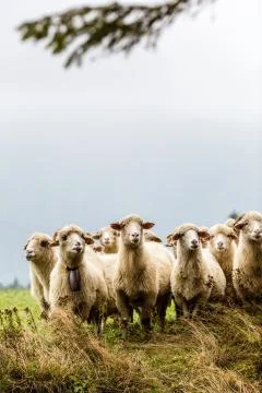Sheeps in mountains Stock-Fotos