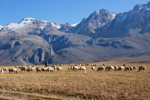 Sheeps in mountains Stock Photos