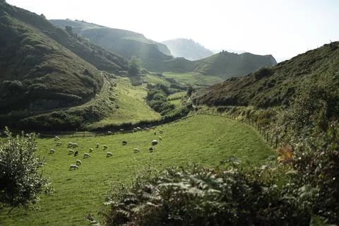 Sheeps in nature Stock Photos