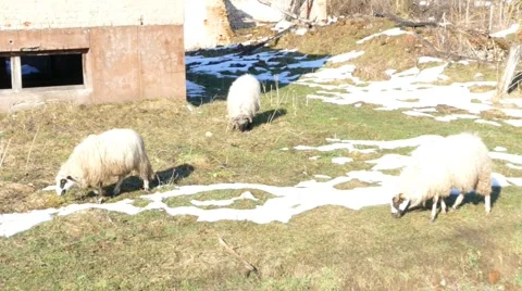 Sheeps Next To The Old House At Winter Stock Footage 47007532