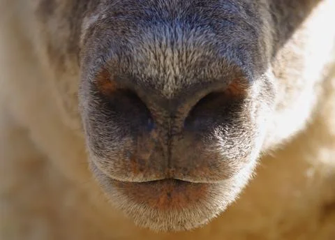 A Sheeps Nose Stock Photos