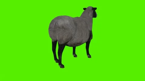 Sheeps of obese and funny sheeps looking and eating food in a standing position Video stock 246731239