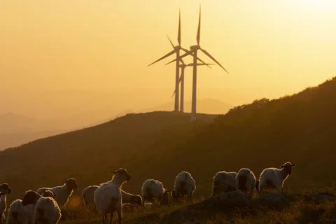Sheeps pacing free in the mountains of the Basque Country at sunset Stock Photos