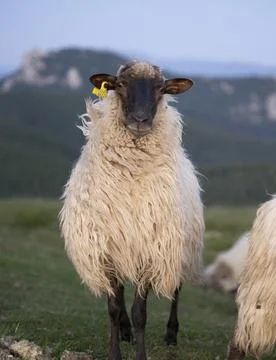 Sheeps pacing in the green fields of the basque country at sunset Foto stock
