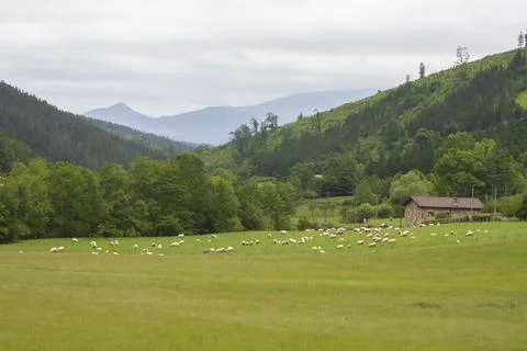 Sheeps pacing in the green fields of the basque coountry, spain Stock Photos
