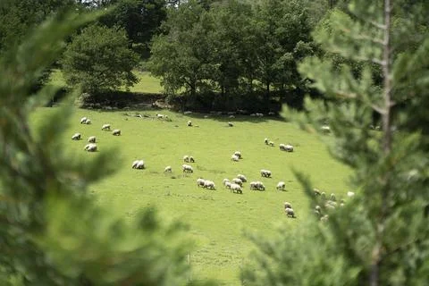 Sheeps pacing in the green fields of the basque coountry, spain Stock Photos