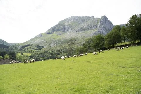 Sheeps pacing in the green fields of the basque coountry, spain Stock Photos