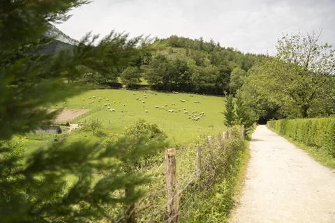 Sheeps pacing in the green fields of the basque coountry, spain Stock Photos