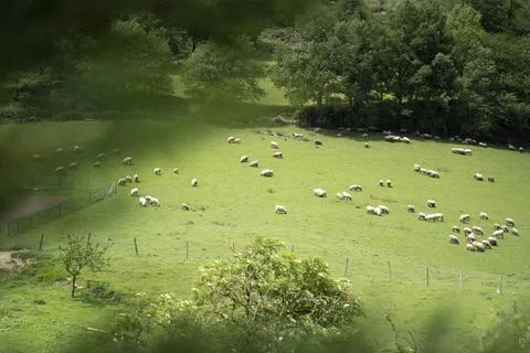 Sheeps pacing in the green fields of the basque coountry, spain Stock Photos