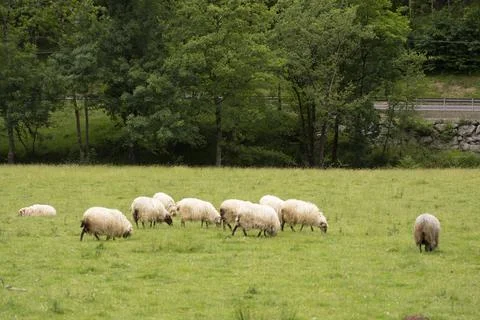 Sheeps pacing in the green fields of the basque coountry, spain Stock Photos