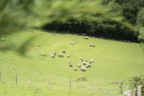 Sheeps pacing in the green fields of the basque coountry, spain Stock Photos