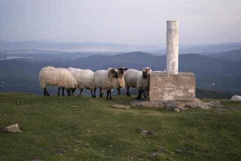 Sheeps pacing in the green fields of the basque country at sunset Stock Photos