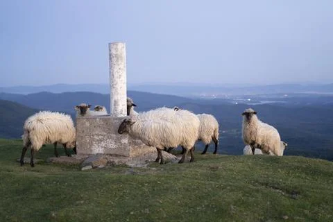 Sheeps pacing in the green fields of the basque country at sunset Stock Photos