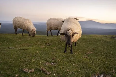 Sheeps pacing in the green fields of the basque country at sunset Stock Photos